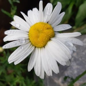 Meet your Posher, Annabelle